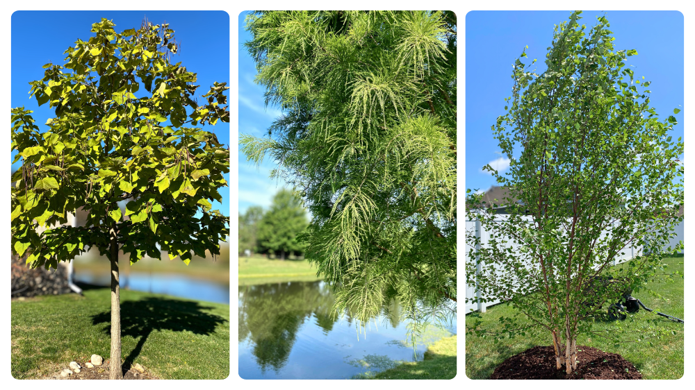 A collage of images, from left: Heartland Catalpa near a pond, Bald Cypress needles closeup with pond in background, Heritage Birch in backyard